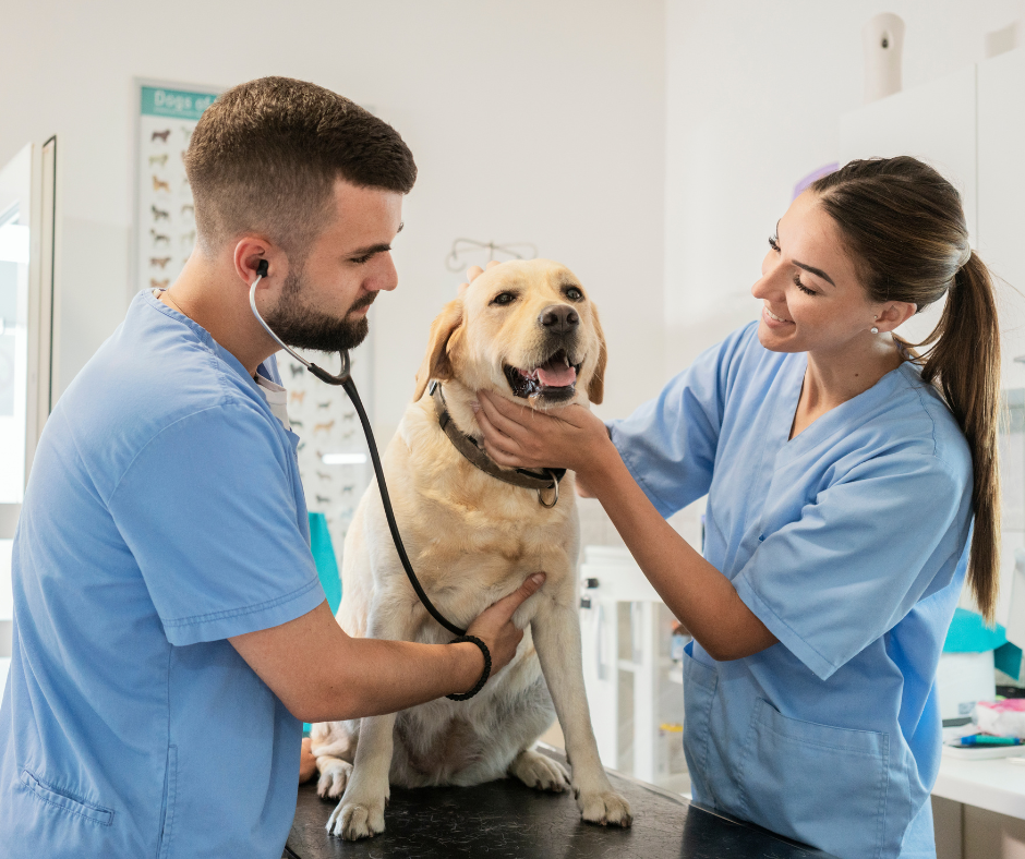 laboratorio galenico veterinario prato