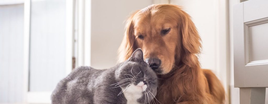 farmacia veterinaria